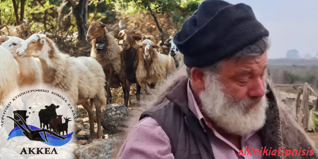 ΑΚΚΕΛ: «Η αλήθεια για τη φυλή Ρουμλουκίου και την επικίνδυνη αντικτηνοτροφική ρητορική - Η διαχρονική απαξίωση των κτηνοτρόφων από θεσμικές παραλείψεις πρέπει να σταματήσει τώρα...»