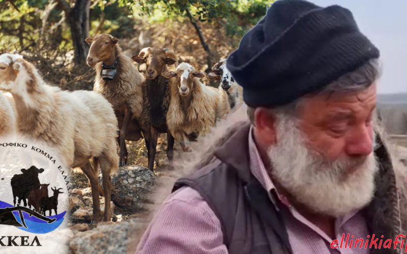 ΑΚΚΕΛ: «Η αλήθεια για τη φυλή Ρουμλουκίου και την επικίνδυνη αντικτηνοτροφική ρητορική – Η διαχρονική απαξίωση των κτηνοτρόφων από θεσμικές παραλείψεις πρέπει να σταματήσει τώρα…»