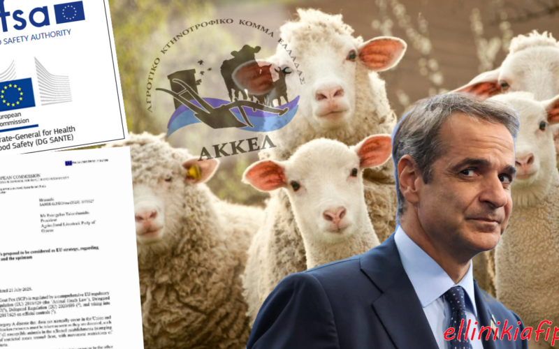 Η Ευρωπαϊκή Επιτροπή δικαιώνει το ΑΚΚΕΛ για την Ευλογιά των Αιγοπροβάτων και τους εμβολιασμούς. Η κυβέρνηση Μητσοτάκη δεν έχει πλέον καμία δικαιολογία για την απραξία και τη μαζική θανάτωση των ζώων – Τι αποκαλύπτει το έγγραφο της Επιτροπής DG SANTE…